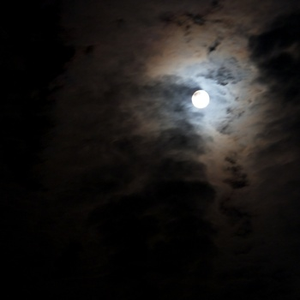 Homoeogryllus Japonicus (Demo)