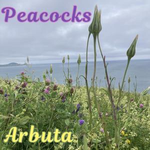 Peacocks