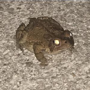 Cooperation Thomas Meagher Montanans