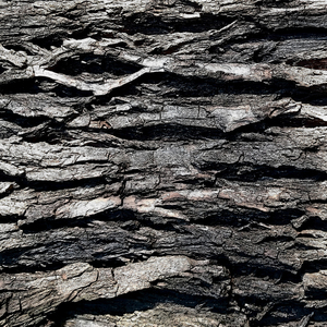 A Gift from the Stump at Kipukuja