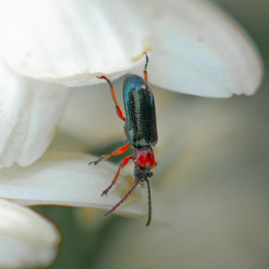 Psychedelic Iridescent Beetle