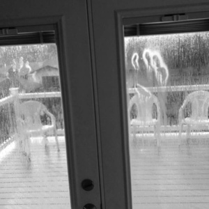 If These Trees Could Talk