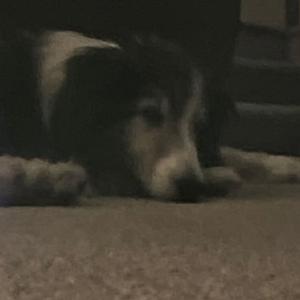 wearing my dog's dead skin (COVER)