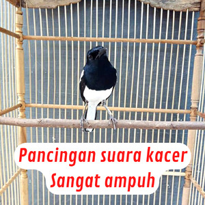 Pancingan Suara Kacer Sangat Ampuh (Live)