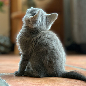 น่ารักเกินไป (Speed Up)