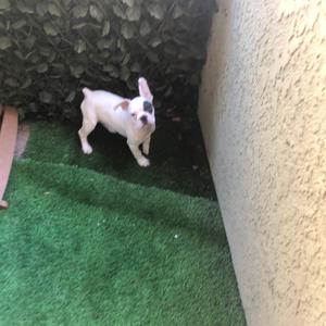 Dance (feat. Dawg Sound & Uncle Curtis the cool guy)