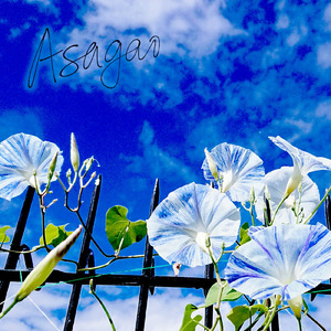 アサガオ (feat. Xeno)