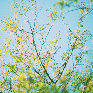 Grapevine
