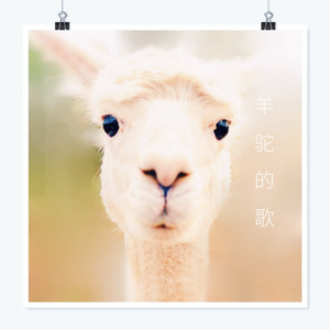 羊驼的歌