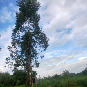 相信努力就会成功（国语版）