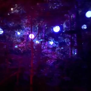 dogs gonna dissasociate