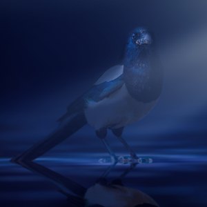 The Magpie's Secret