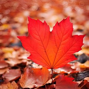 孤独的船(DJ版)(DJ版)