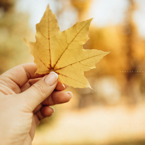 가을비 내리는 오후의 사색