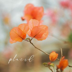Placid