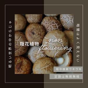 隠花植物 (feat.夢ノ結唱 POPY)