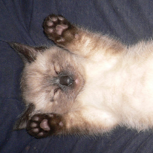 ねここねこ (feat. 巡音ルカ)