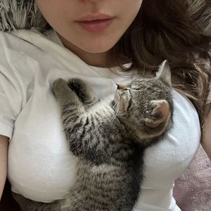 夜市的猫