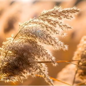 Dance of the Reeds