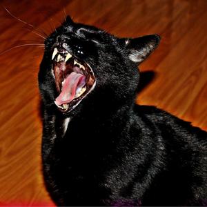 Puzzling Features (Puzzy Feaches)