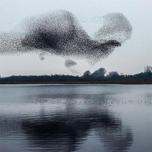 Мурмурация