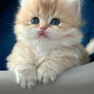 Don't Hurt Yourself (slowed)