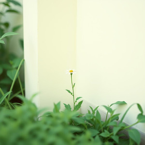 片隅の可憐な花