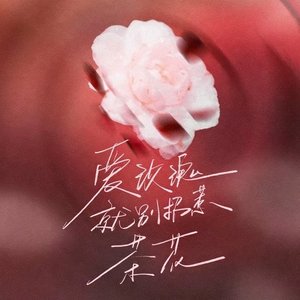 爱玫瑰就别招惹茶花