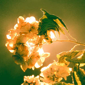 サイレントレター