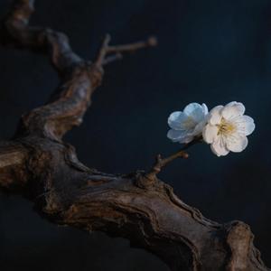 逝去的爱 (你也不懂人心)