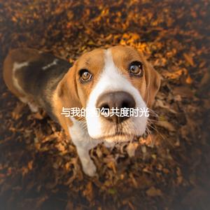 Magnificent Son Montuno Trumpet - Vibe for Virtual Flashes