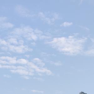 向云端（翻自小霞/海洋Bo)