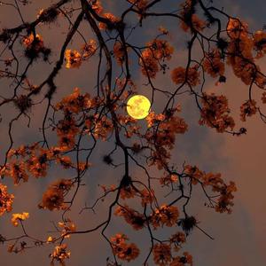 仲夏夜的风铃草（prod by.Lakewavebeatz x nn-fi)