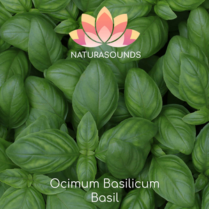 Ocimum Basilicum - Basil