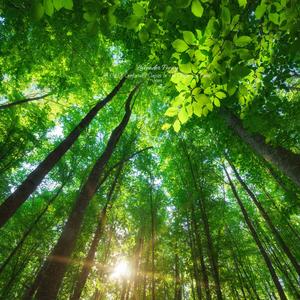 6 Grand Paganini Etudes No.3 In G Sharp Minor S.141 'La Campanella' - Allegretto