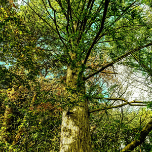彩りを探している (Solo Guitar Improvisation)