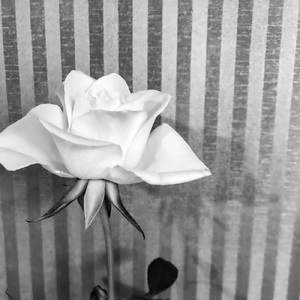 そばにいてあげる