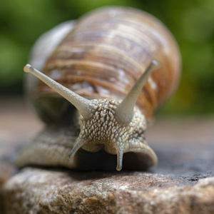 Snail