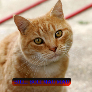 Shaadi mian hum pagal ban gaiyni