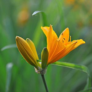 萱草花口哨版