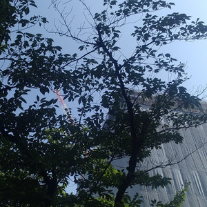 東京伐採音頭