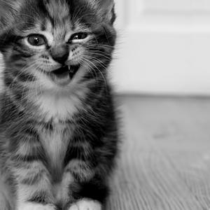 九月九日忆山东兄弟