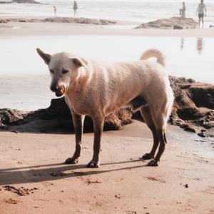 Потерянная псина