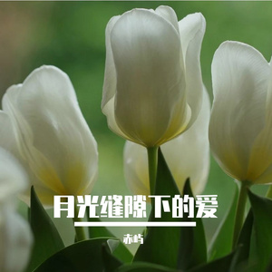 月光缝隙下的爱