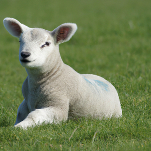 солёное счастье