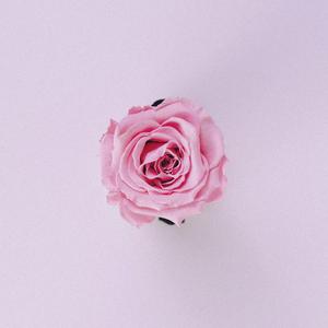 花开了