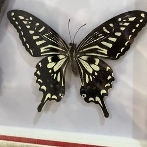 破茧后的新生（R）