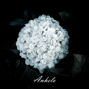 Anhelo