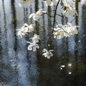 Jasmine（prod by Birds）