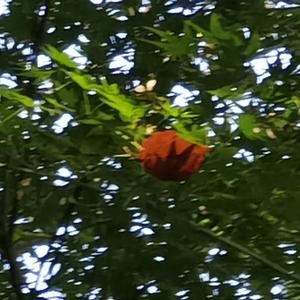 Back to Fall Time（demo）